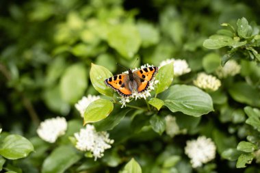Çiçeğin üzerinde turuncu kanatları olan güzel kelebek.
