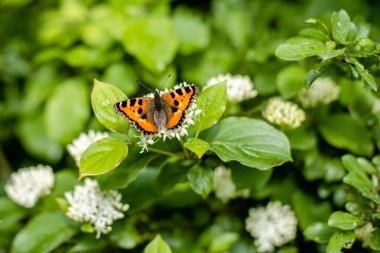 Doğada turuncu kanatları olan güzel kelebek.