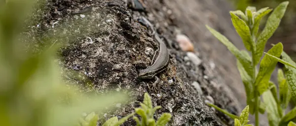 Güneşli bir günde, kayanın üstünde bir kertenkele. Yakın çekim fotoğrafı. Vahşi yaşam. Doğa