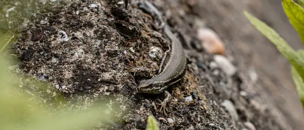 Güneşli bir günde, kayanın üstünde bir kertenkele. Yakın çekim fotoğrafı. Vahşi yaşam. Doğa