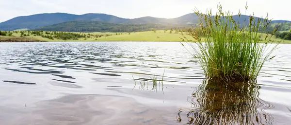 Çimenler suya. Nehir kenarında güzel, huzurlu bir yer.