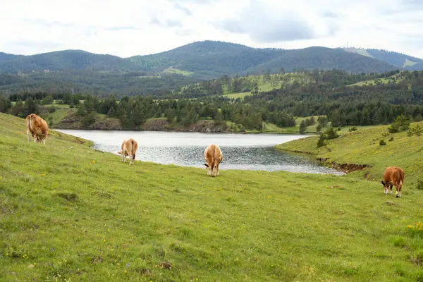 Dağların ve nehirde yürüyen ineklerin güzel manzarası.