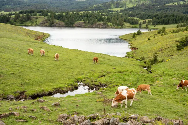 Dağların ve nehirde yürüyen ineklerin güzel manzarası.