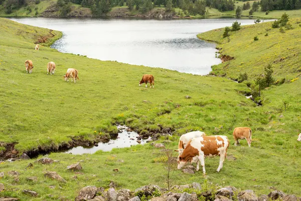 Dağların ve nehirde yürüyen ineklerin güzel manzarası.