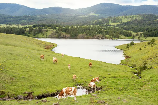 Nehrin kenarında duran bir ineğin ve dağların güzel manzarası.