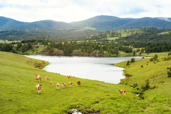 Nehrin kenarında duran bir ineğin ve dağların güzel manzarası.