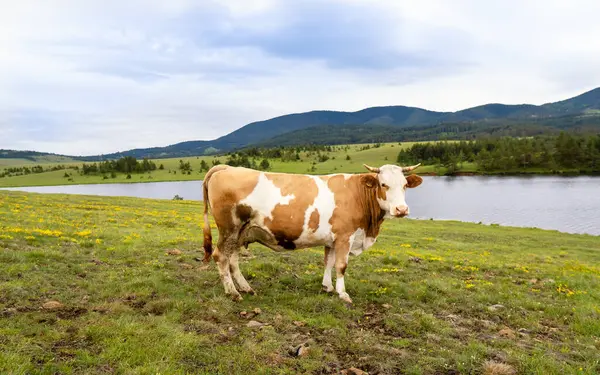 Çimlerin üzerinde bir inek portresi. Dağdaki güzel yeşil tarla