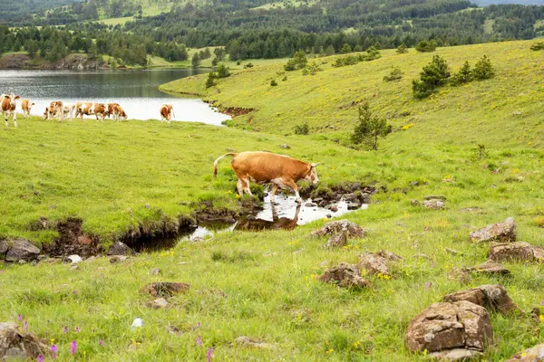 Dağların ve nehirde yürüyen ineklerin güzel manzarası.