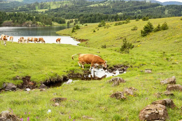 Nehrin kenarında duran bir ineğin ve dağların güzel manzarası.