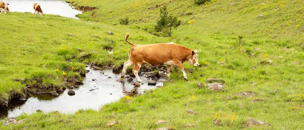 Dağların ve nehirde yürüyen ineklerin güzel manzarası.