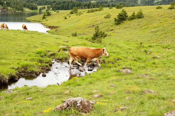 Dağların ve nehirde yürüyen ineklerin güzel manzarası.