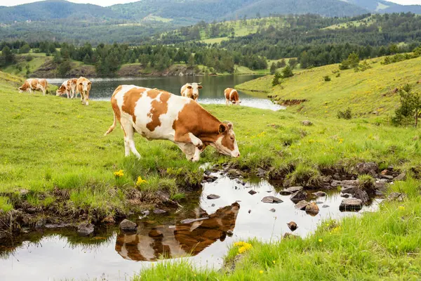 Dağların güzel manzarası ve su kenarında kahverengi bir inek.