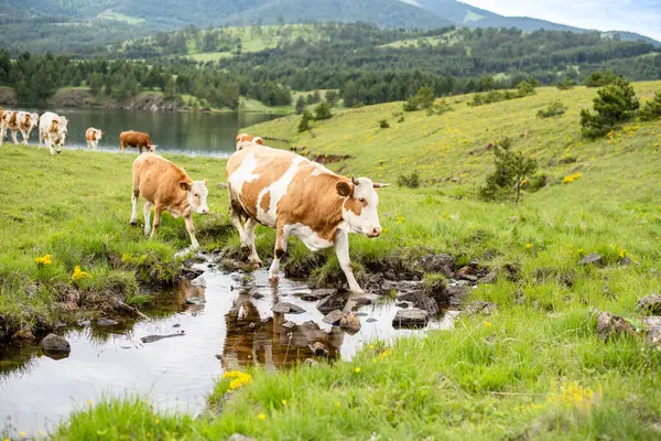Bir Dağların güzel manzara fotoğrafı. Suyun kenarında yürüyen inekler.