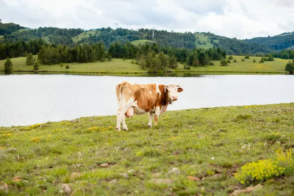 Nehir kenarında bir inek portresi. Dağdaki güzel yeşil tarla. Yaz zamanı.