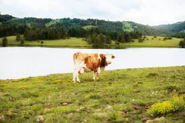 Nehir kenarında bir inek portresi. Dağdaki güzel yeşil tarla. Güneşli bir gün