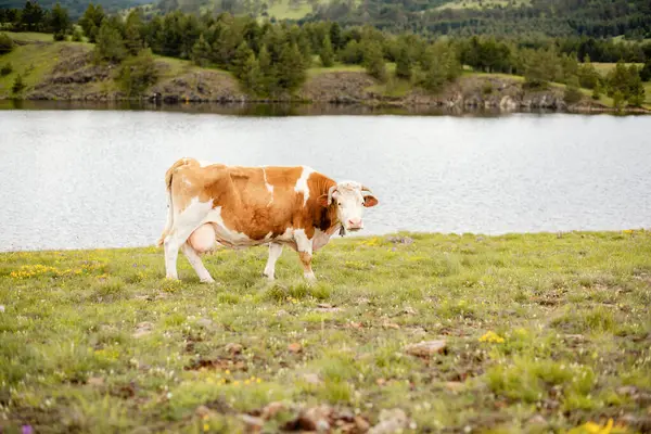 Nehir kenarında bir inek portresi. Dağdaki güzel yeşil tarla. Güneşli bir gün