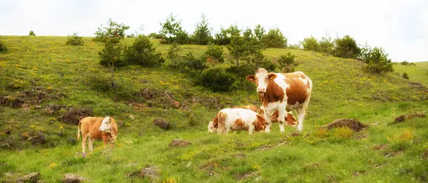 Güzel yeşil bir çayırda kahverengi bir ineğin manzara fotoğrafı.