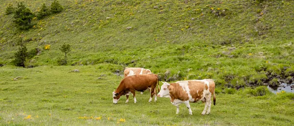 Güzel yeşil bir çayırda kahverengi bir ineğin manzara fotoğrafı.