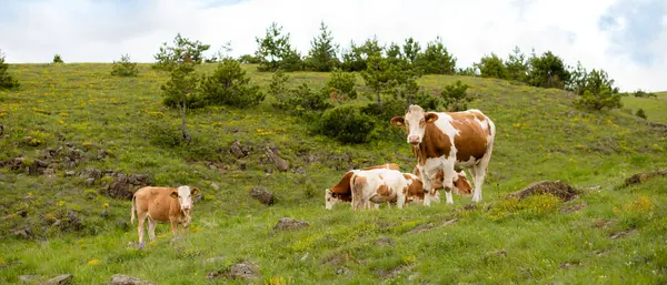 Güzel yeşil bir çayırda kahverengi bir ineğin manzara fotoğrafı.