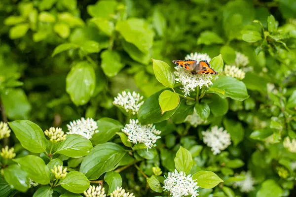 Doğada turuncu kanatları olan güzel kelebek.
