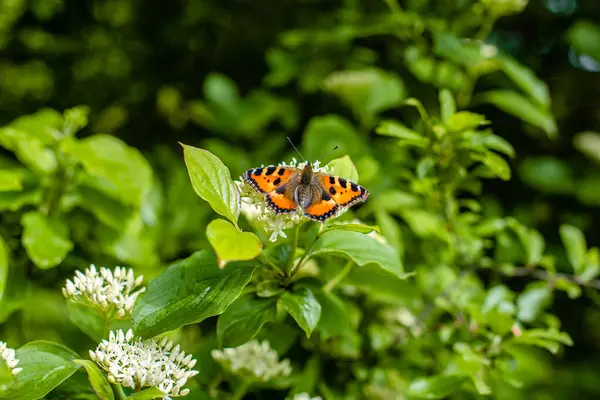 Çiçeğin üzerinde turuncu kanatları olan güzel kelebek.