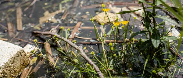 Sessiz nehir yabani otlarla kaplandı.