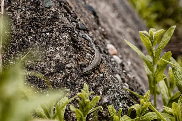 Güneşli bir günde, kayanın üstünde bir kertenkele. Yakın çekim fotoğrafı. Vahşi yaşam. Doğa