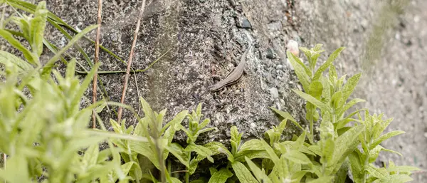 Güneşli bir günde, kayanın üstünde bir kertenkele. Yakın çekim fotoğrafı. Vahşi yaşam. Doğa