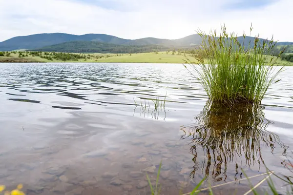 Çimenler suya. Nehir kenarında güzel, huzurlu bir yer.