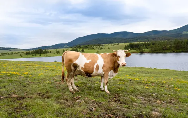 Çimlerin üzerinde bir inek portresi. Güzel yeşil çayır ve dağ