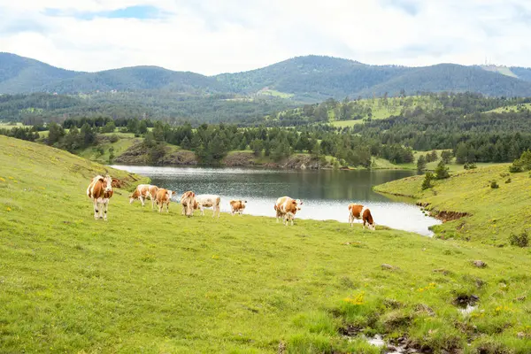 Dağların ve suyun kenarında yürüyen ineklerin güzel manzarası.