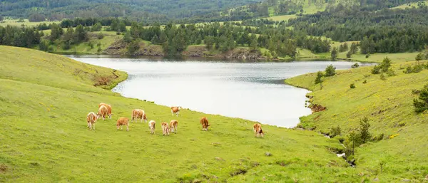 Nehrin kenarında duran bir ineğin ve dağların güzel manzarası.