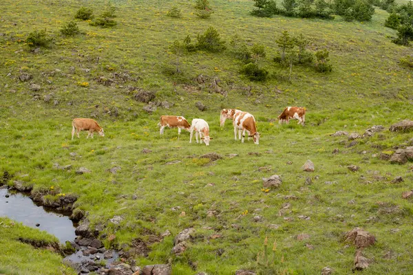 Güzel yeşil bir çayırda kahverengi bir ineğin manzara fotoğrafı.