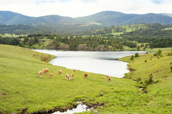 Çimlerin üzerinde bir inek portresi. Dağdaki güzel yeşil tarla