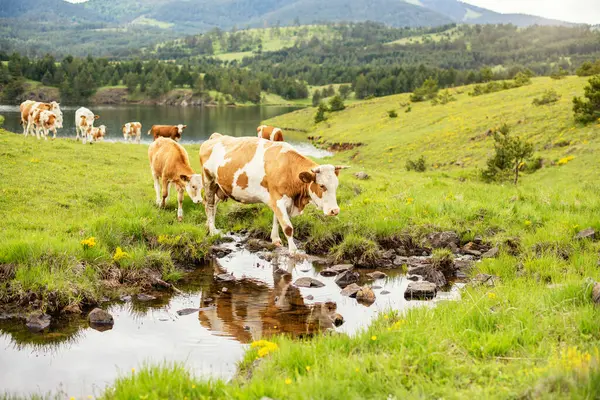 Dağların ve suyun kenarında yürüyen ineklerin güzel manzarası.