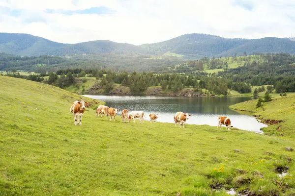 Dağların ve suyun kenarında yürüyen ineklerin güzel manzarası.