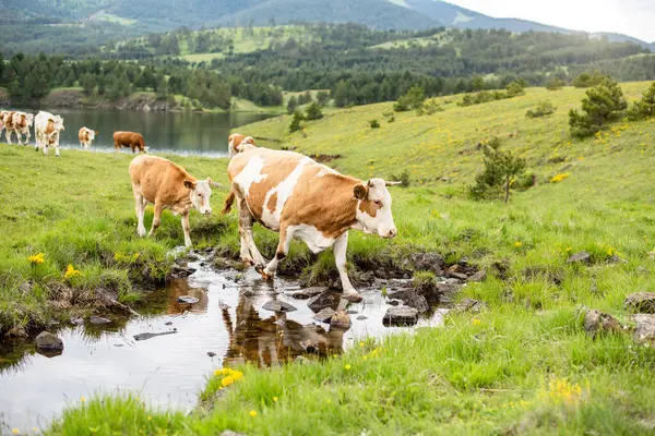 Dağların ve sudaki ineklerin güzel manzara fotoğrafı.