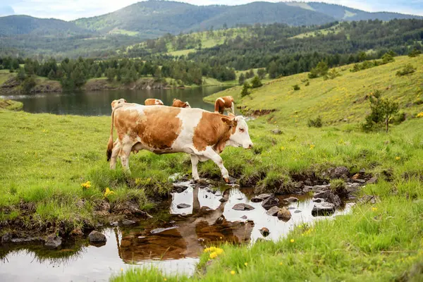 Suyun kenarında bir ineğin manzara fotoğrafı. Dağdaki güzel yeşil tarla. Yaz zamanı.