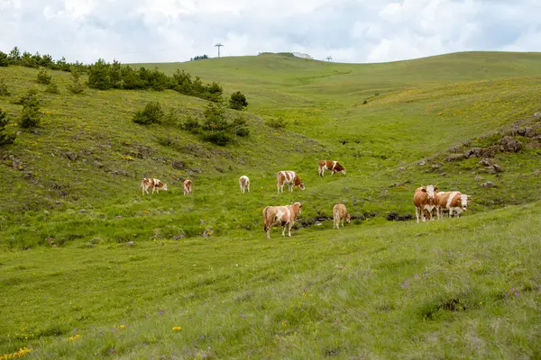 Güzel yeşil bir çayırda kahverengi bir ineğin manzara fotoğrafı.