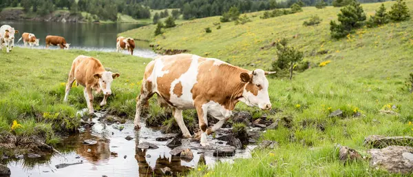 Güzel yeşil bir çayırda kahverengi bir ineğin manzara fotoğrafı.