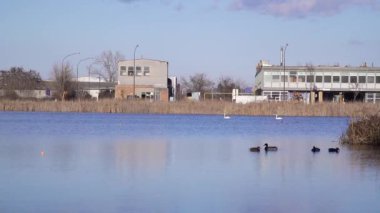 Mallard ördekleri ve dilsiz kuğular Bubanj Gölü kıyısında sanayi binası olan