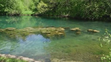 Temiz turkuaz göl suyunun yüzeyinde yüzen bir parça su bitkisi.