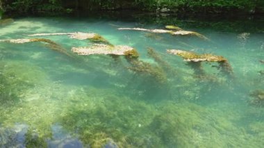 Ormanda şeffaf turkuaz gölü kaplayan su bitkileri