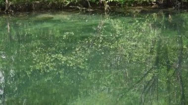 Dalgalanan turkuaz su, doğadaki ormanlarda güzel bir göl.