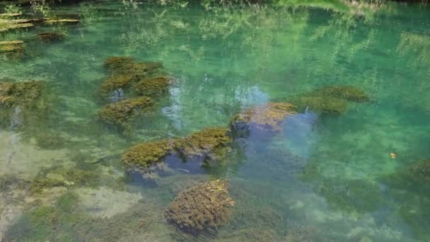 Prachtig Turquoise Transparant Meer Met Waterplanten Bossen — Stockvideo
