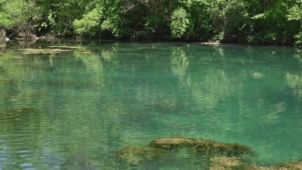 自然保護区の森で穏やかに熟した湖の明確なターコイズ水 — ストック動画