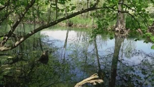 Green Leaves Tree Flutter Wind Grows Shore Lake — Stock Video