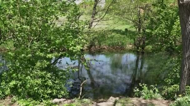 緑は湖の岸で育つように風に木のフラッターに葉 — ストック動画