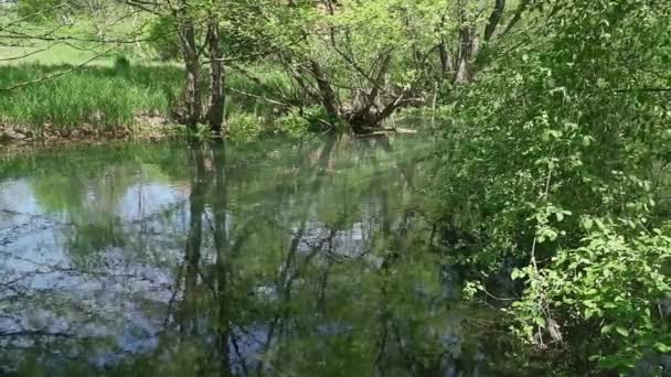 Green Leaves Tree Flutter Wind Grows Shore Lake — Stock Video