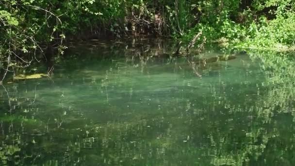 Zrywanie Turkusowej Wody Pięknego Jeziora Lesie Rezerwacie Przyrody — Wideo stockowe